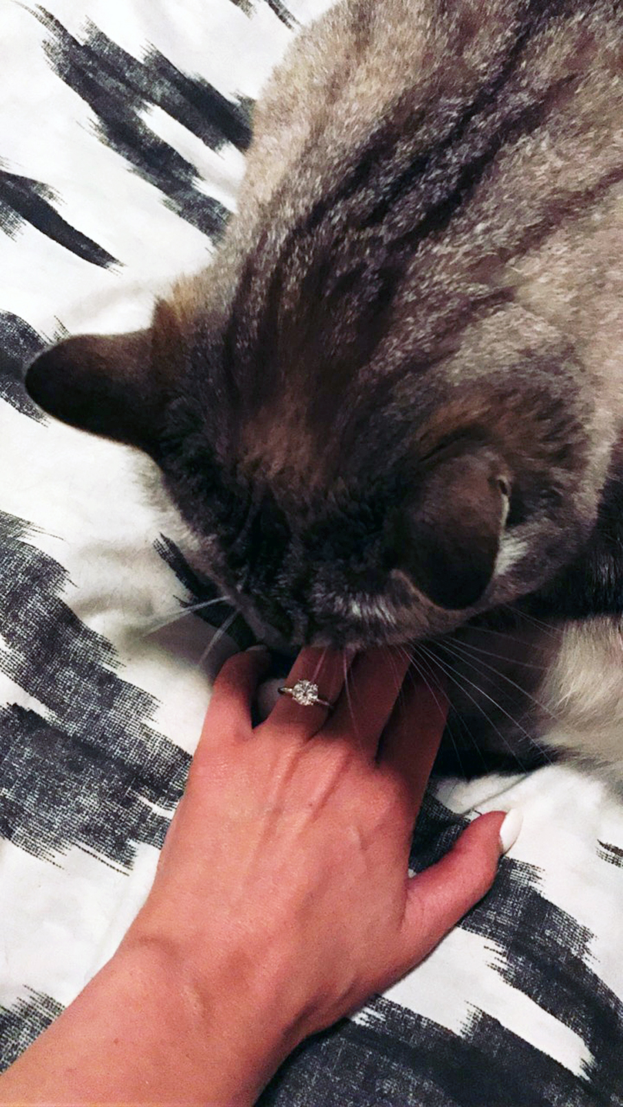 kitty engagement
